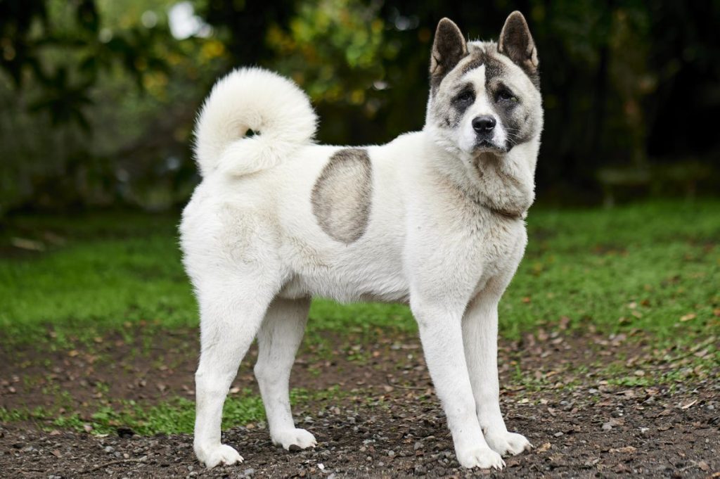 Noorse Buhund