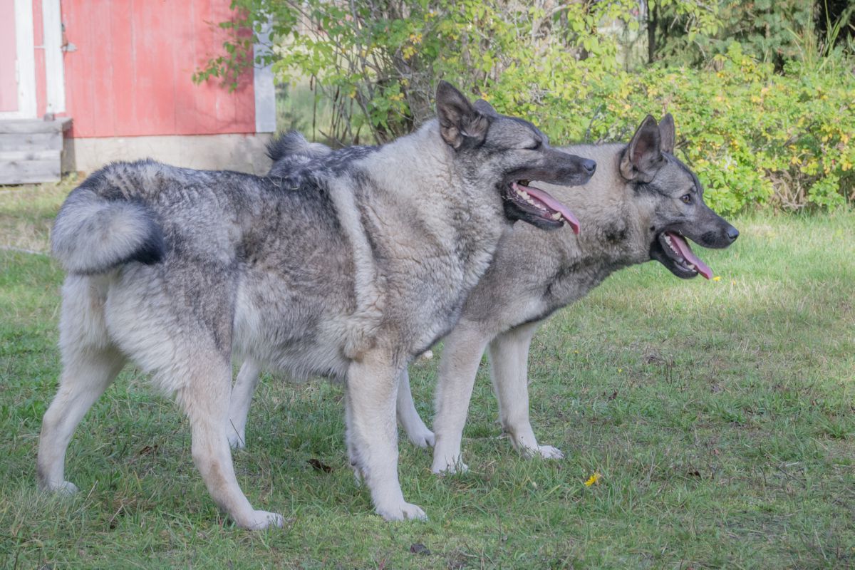 Noorse Elandhonden