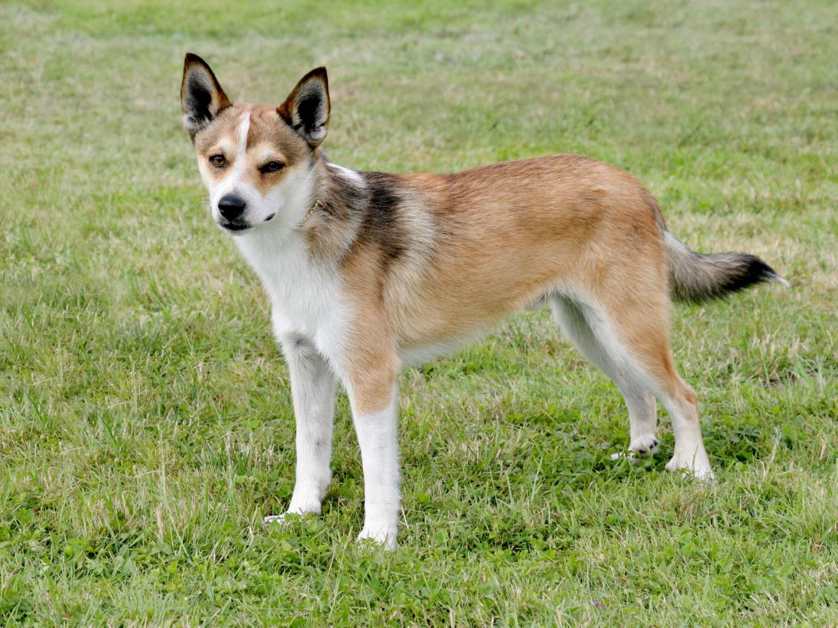 Noorse Lundehund