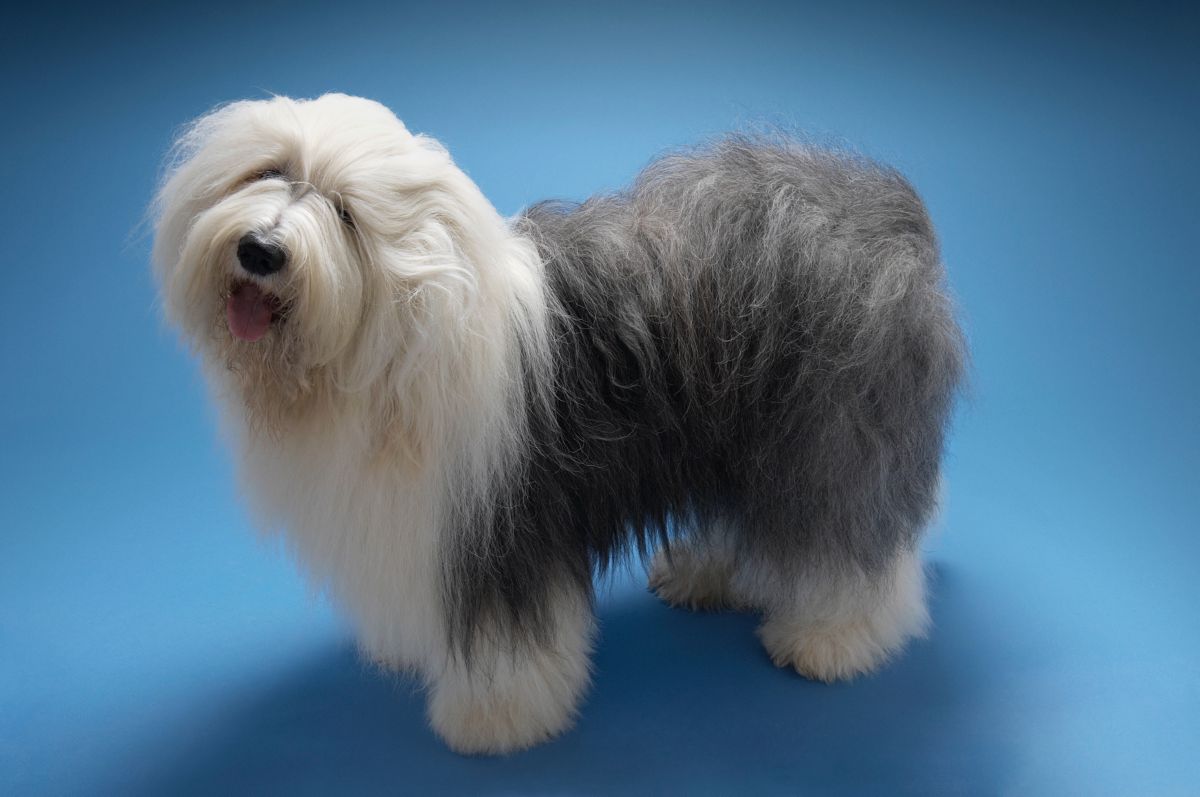 Old English Sheepdog close-up