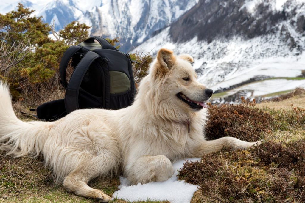 Pyreneese berghond