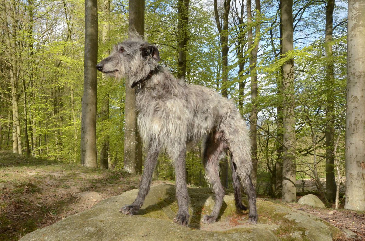 Schotse Deerhound in het bos