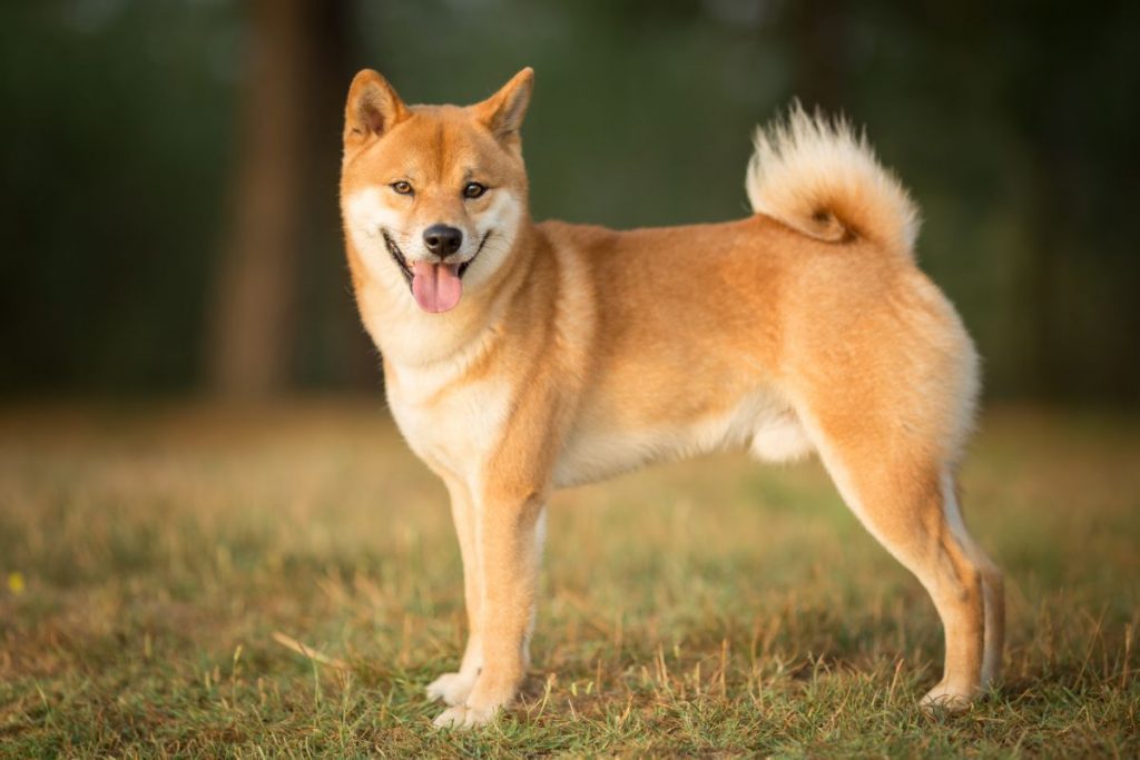 Shiba-Inu