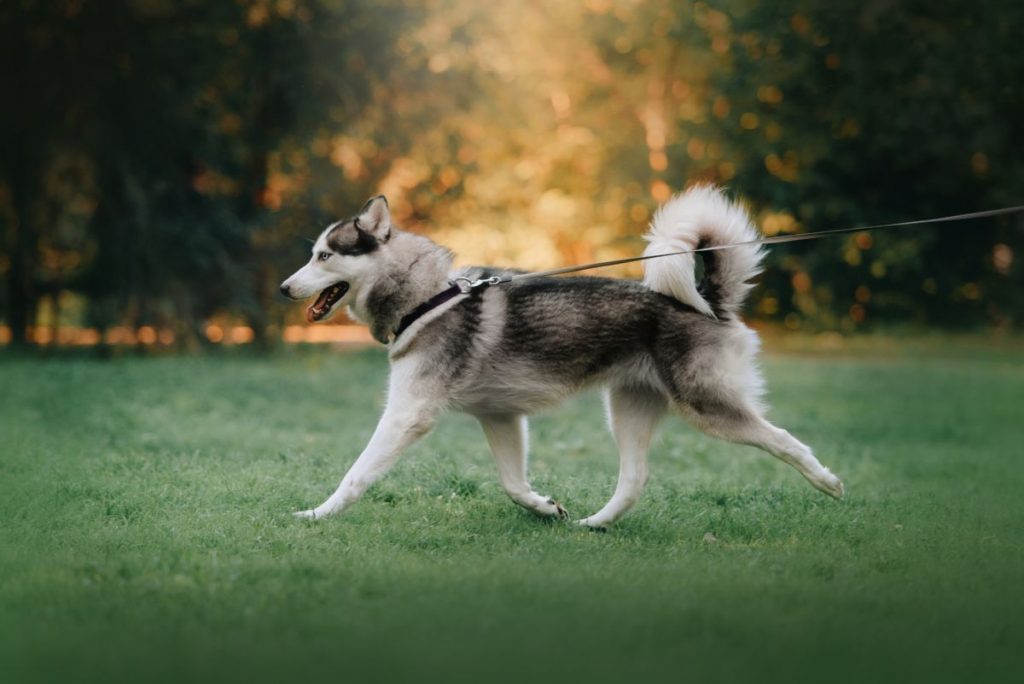 Siberische Husky