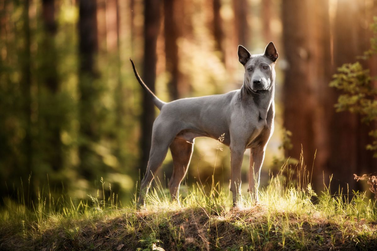 Thai Ridgeback in bos