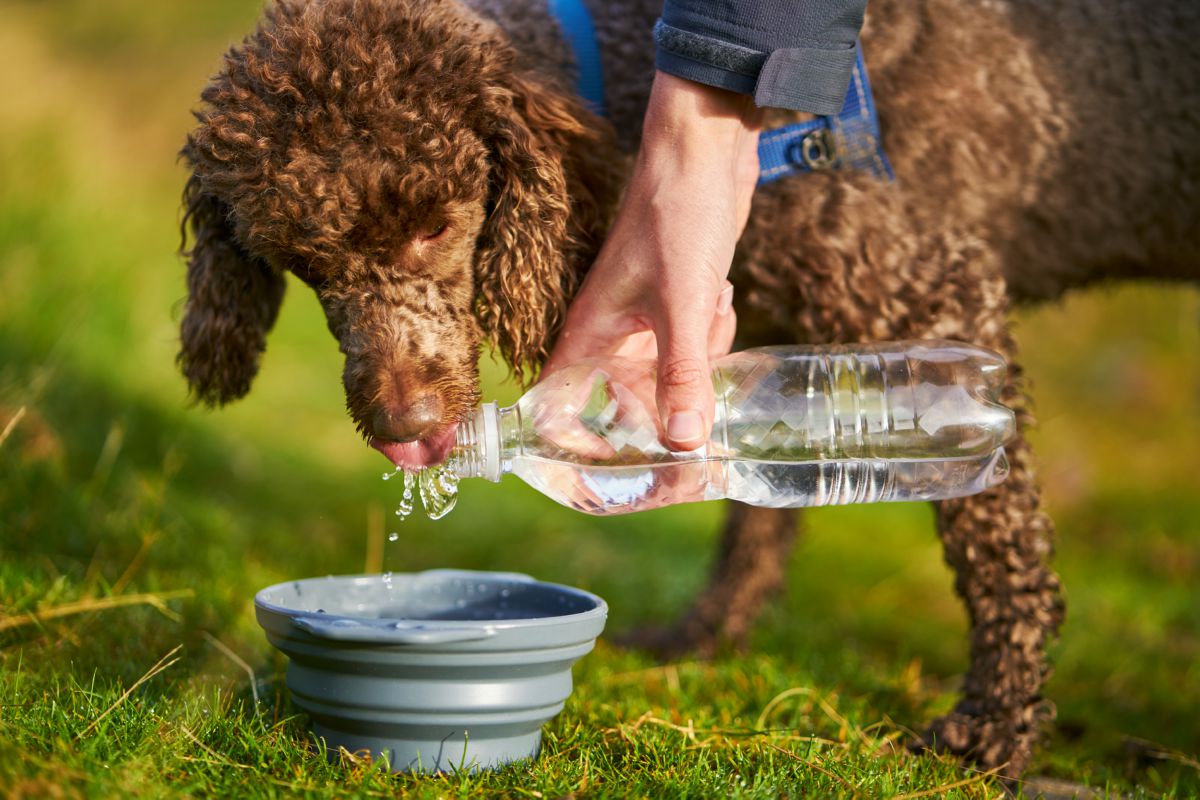Waterfles hond