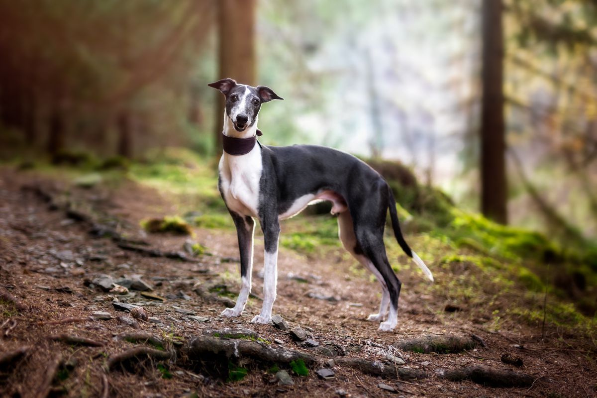 Whippet in het bos