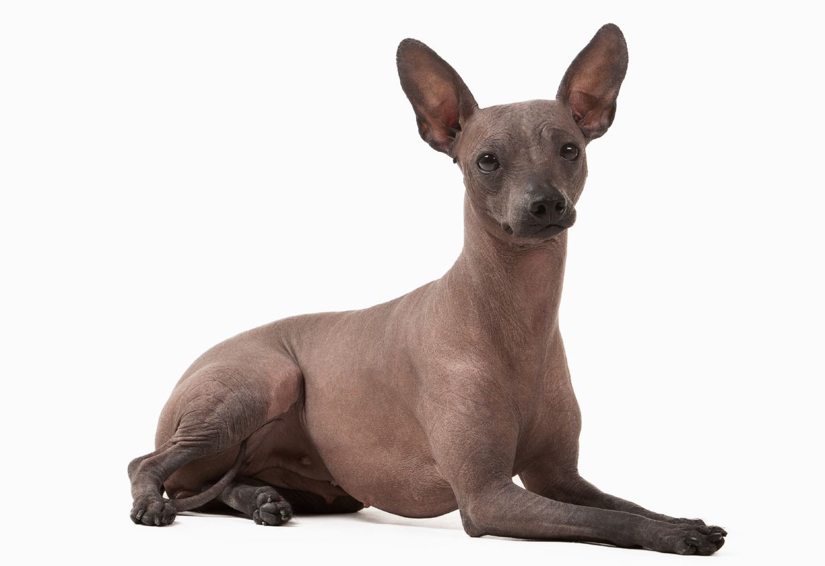 Xoloitzcuintle