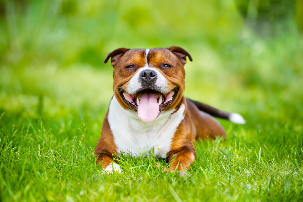 Staffordshire Bull Terrier in grasveld