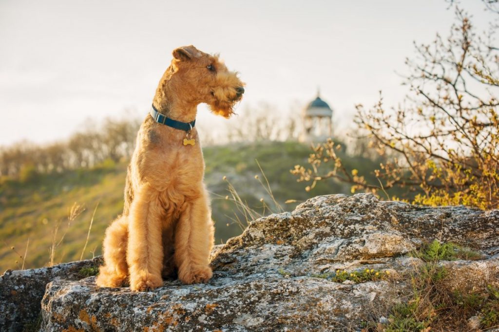 Airedale Terrier