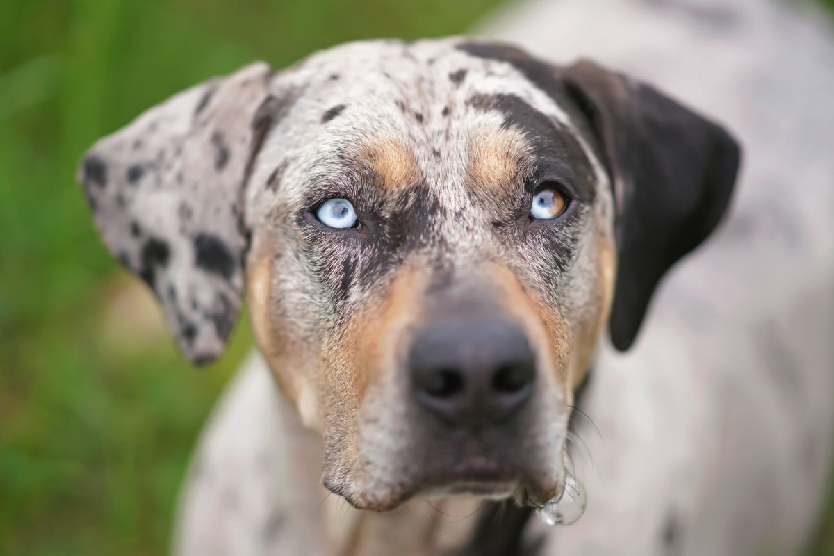 Amerikaanse Luipaardhond