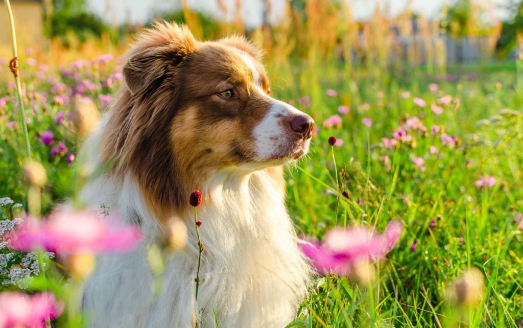 Australische herder