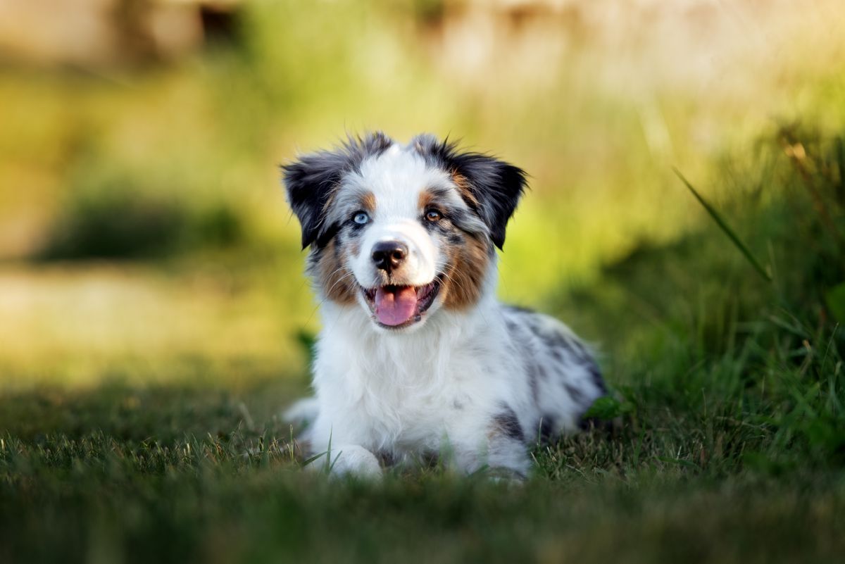 Australische herder