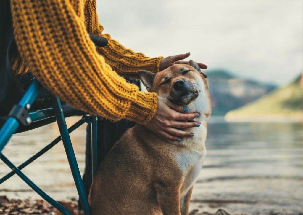 Baasje aait hond
