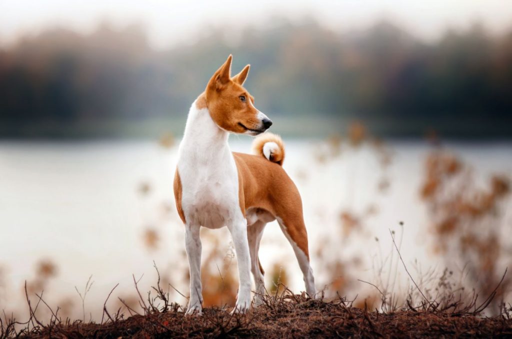 Basenji
