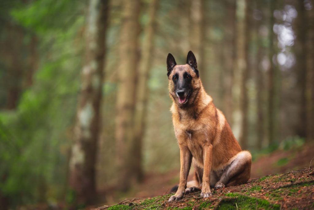 Belgische herder