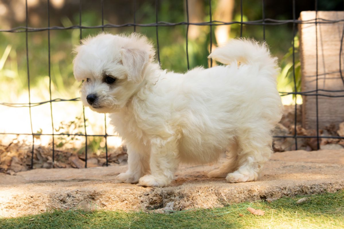 Bichon Frisé