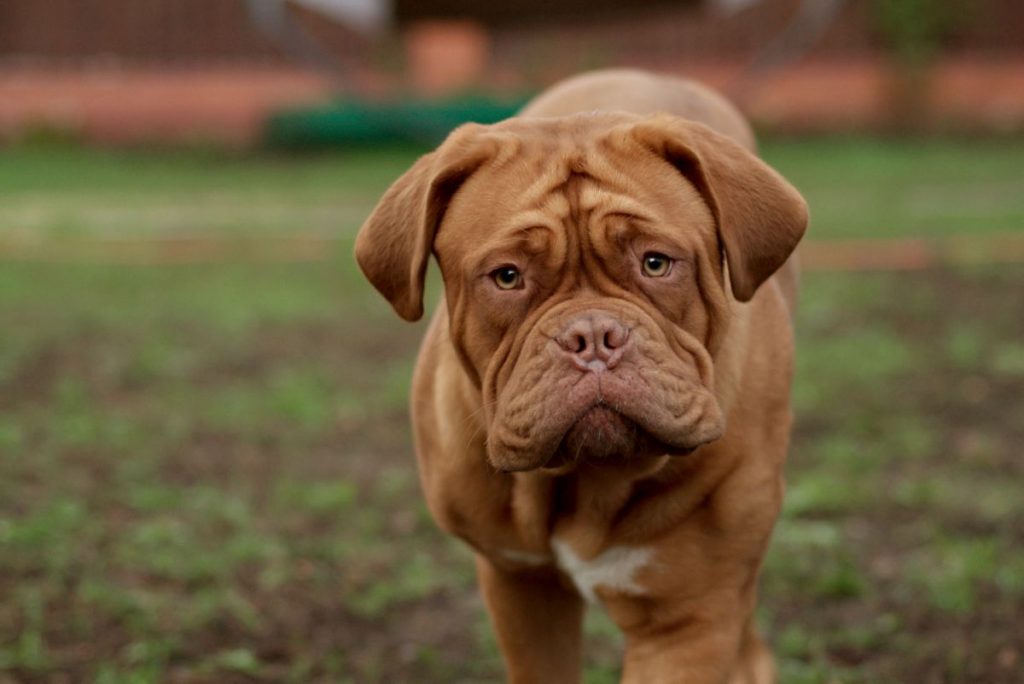 Bordeaux Mastiff