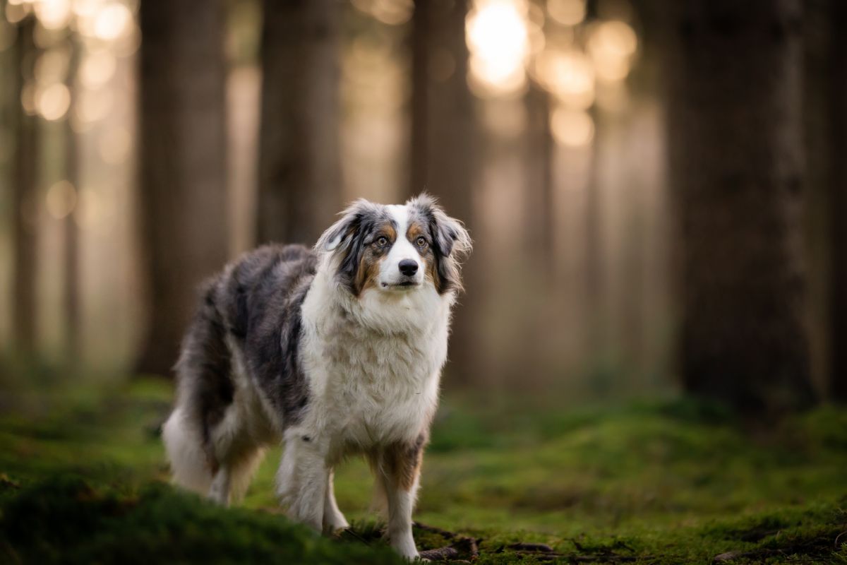 Border Collie