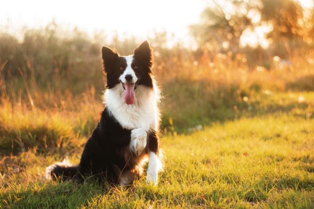 Border Collie