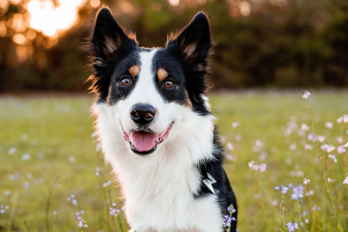 Border Collie