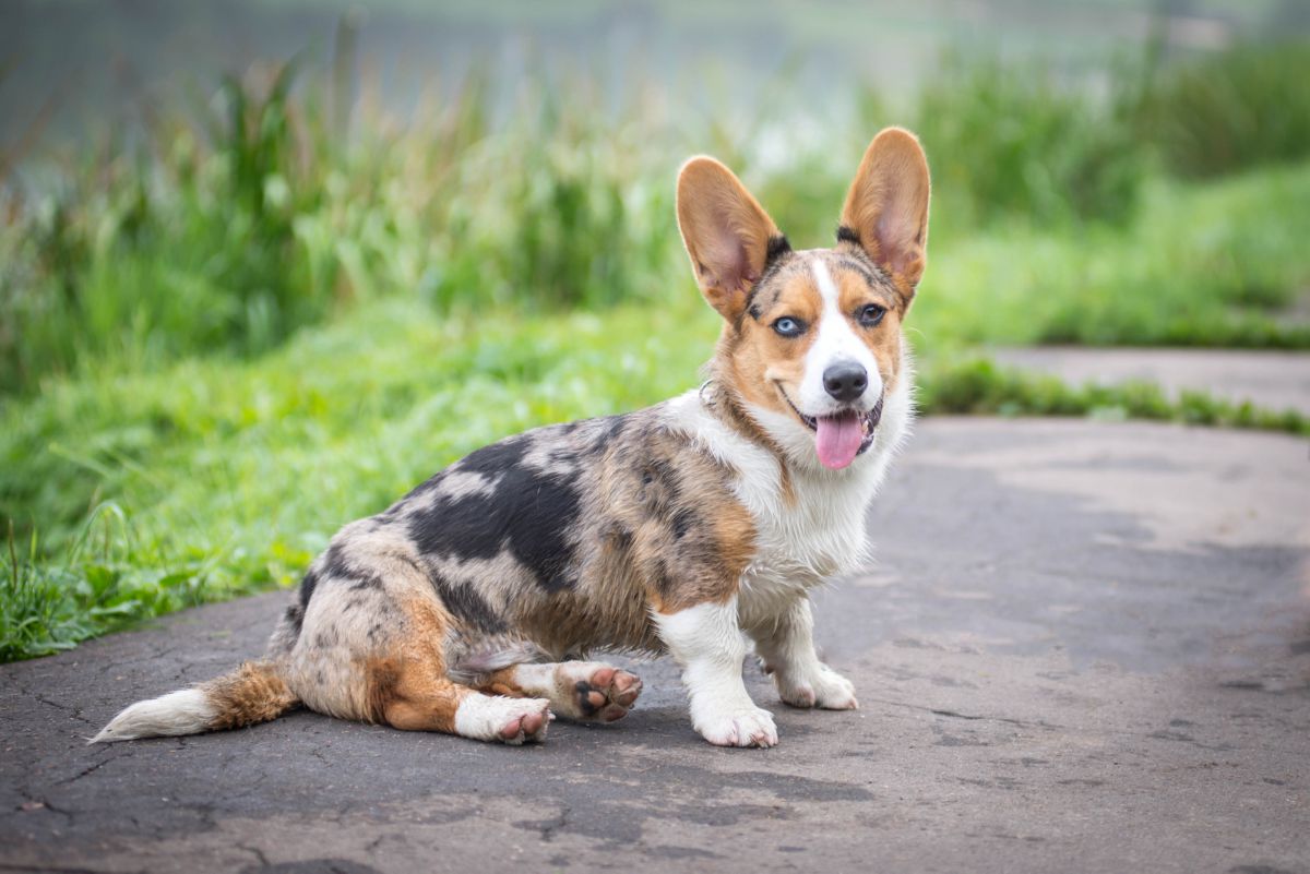 Cardigan Welsh Corgi