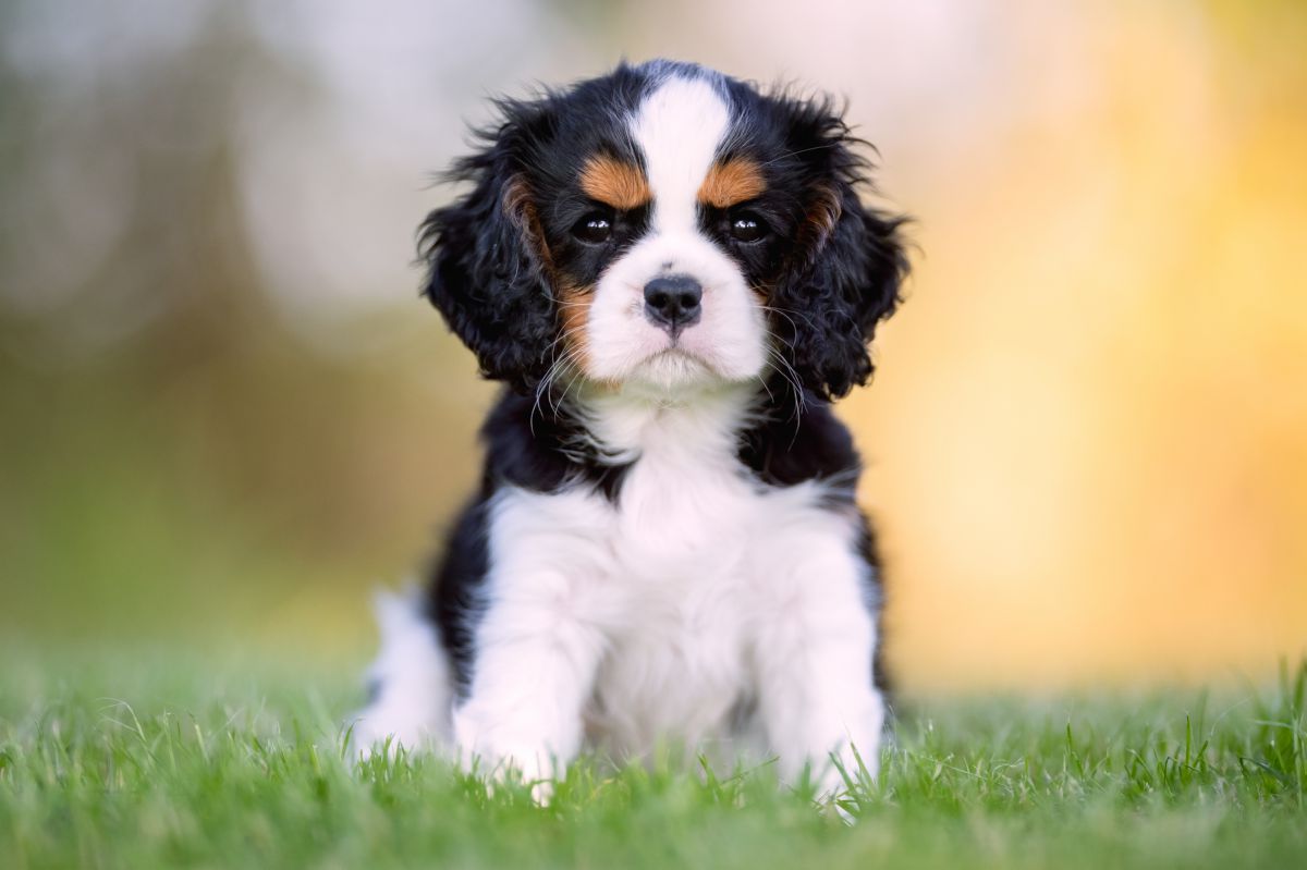 Cavalier-kingcharlesspaniël