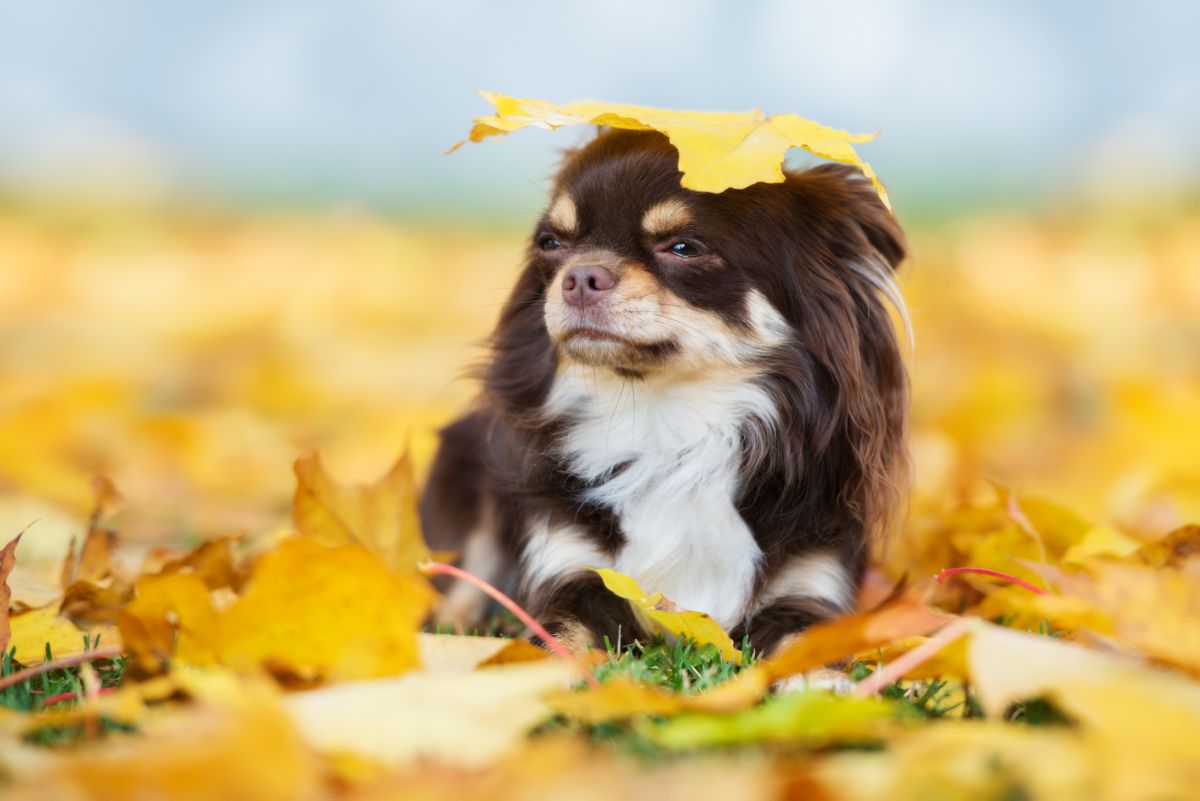Chihuahua