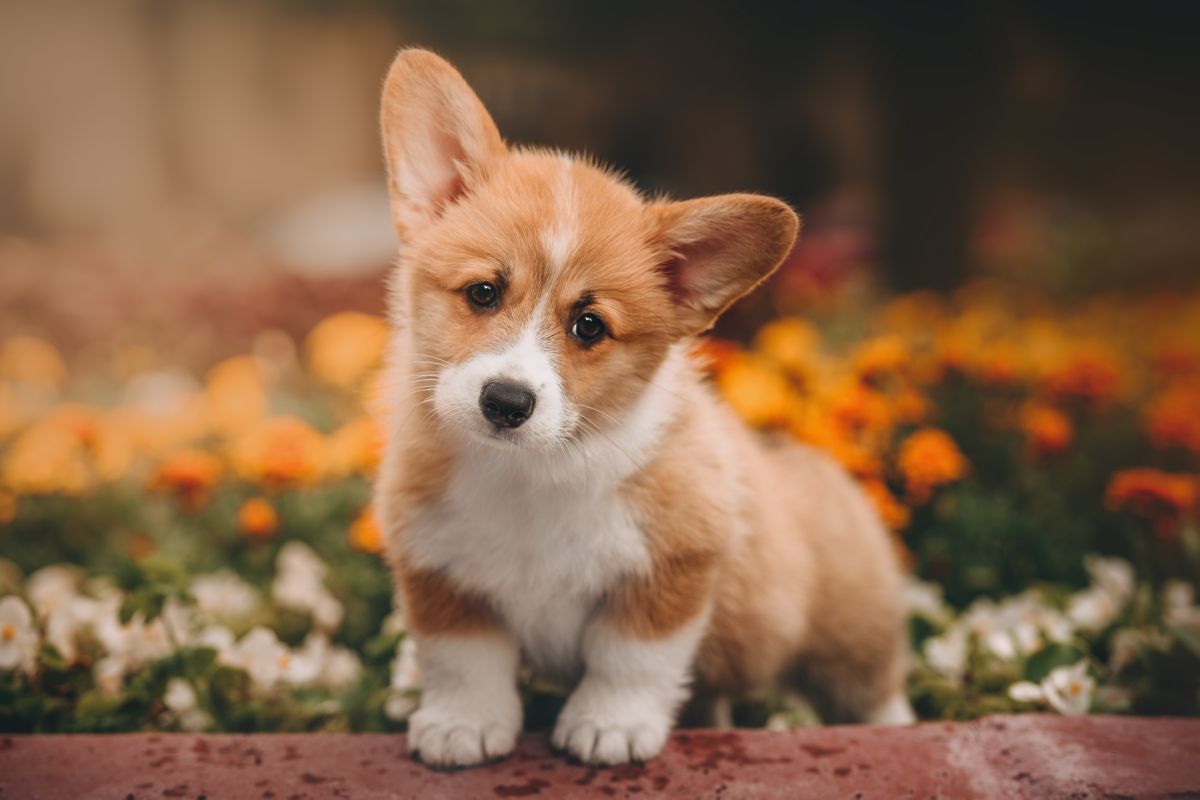 Corgi