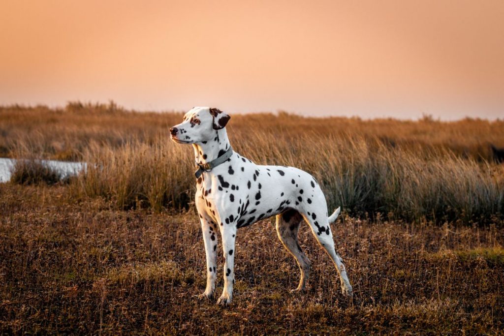 Dalmatiër