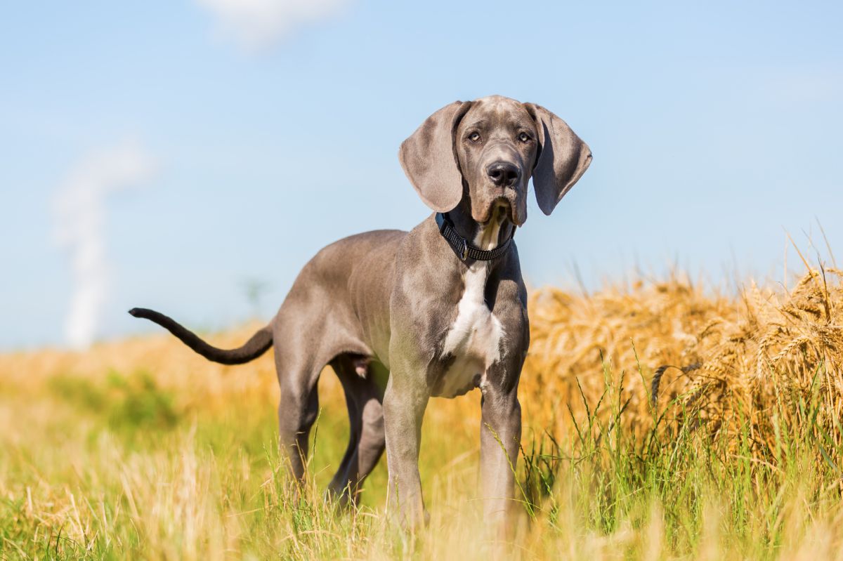 Duitse Dog