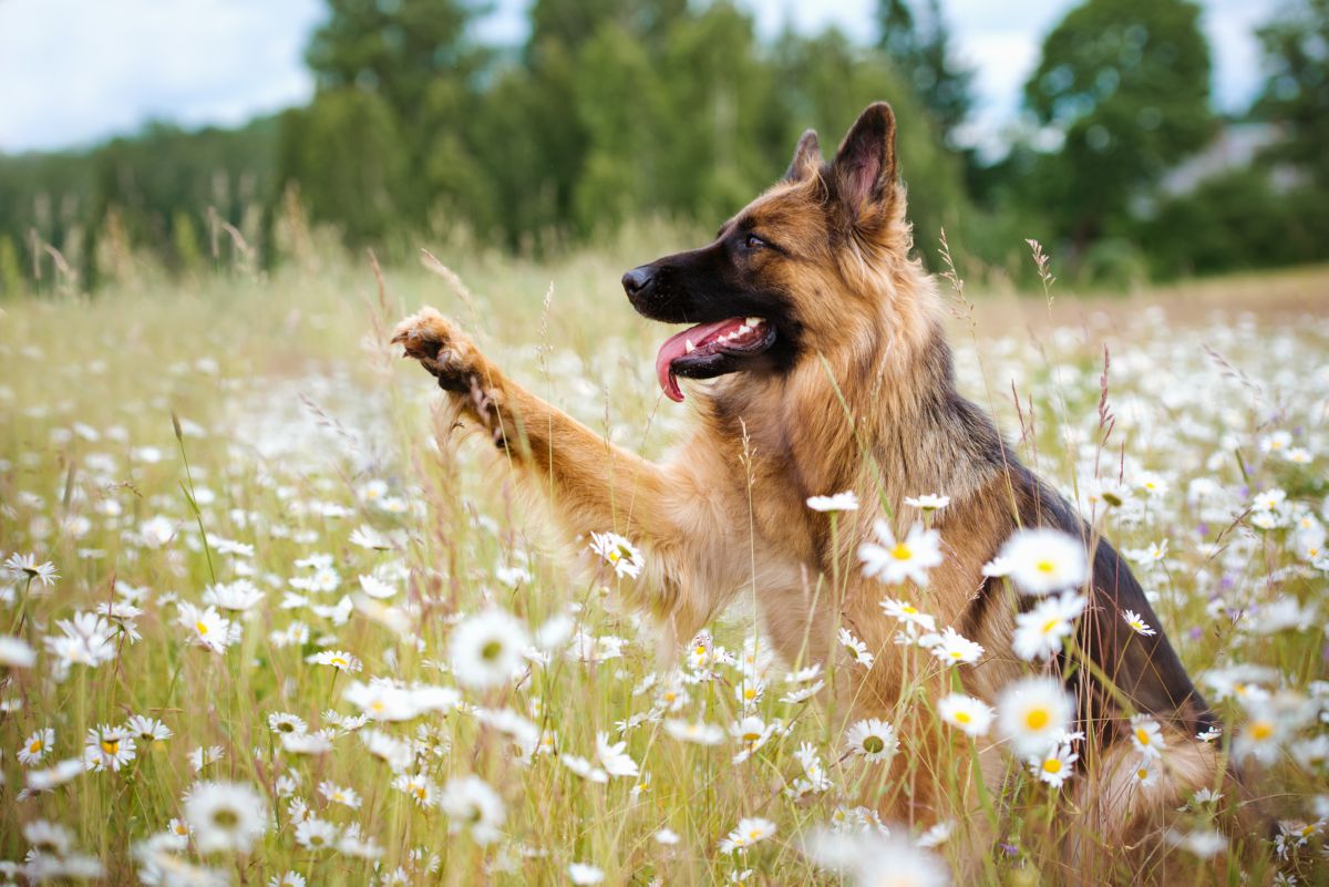 Duitse Dog