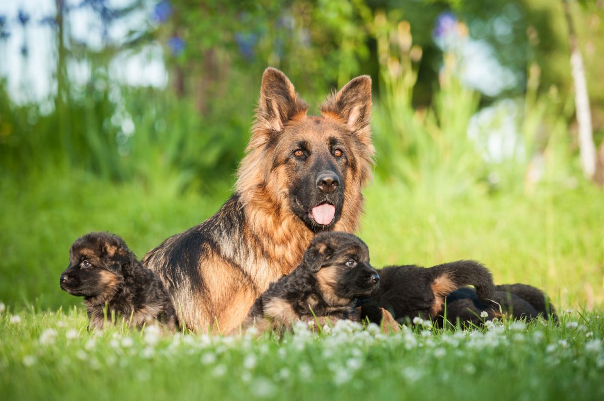 Duitse Herder