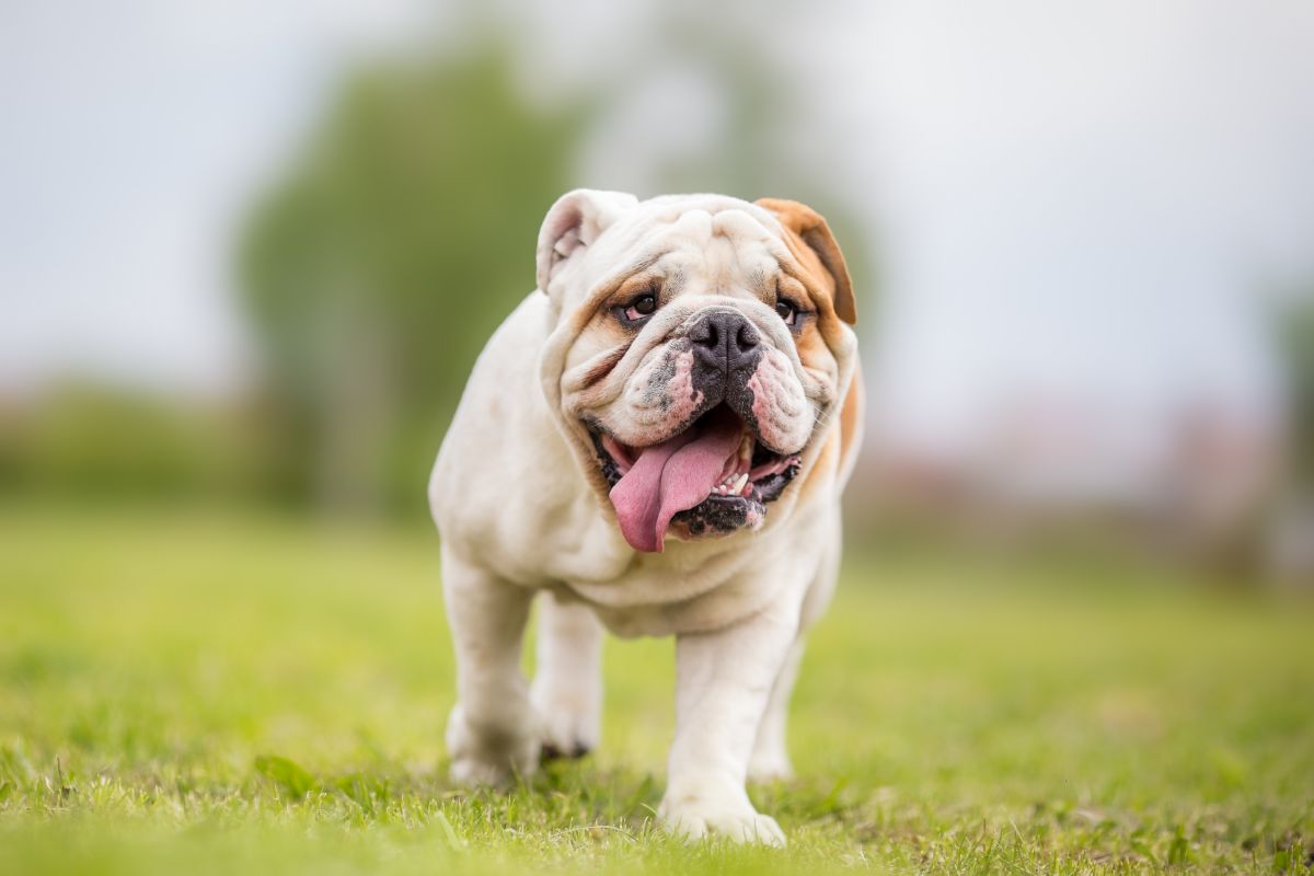 Engelse Bulldog