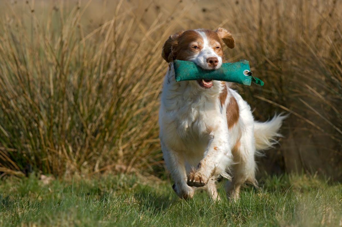 Hond apporteren