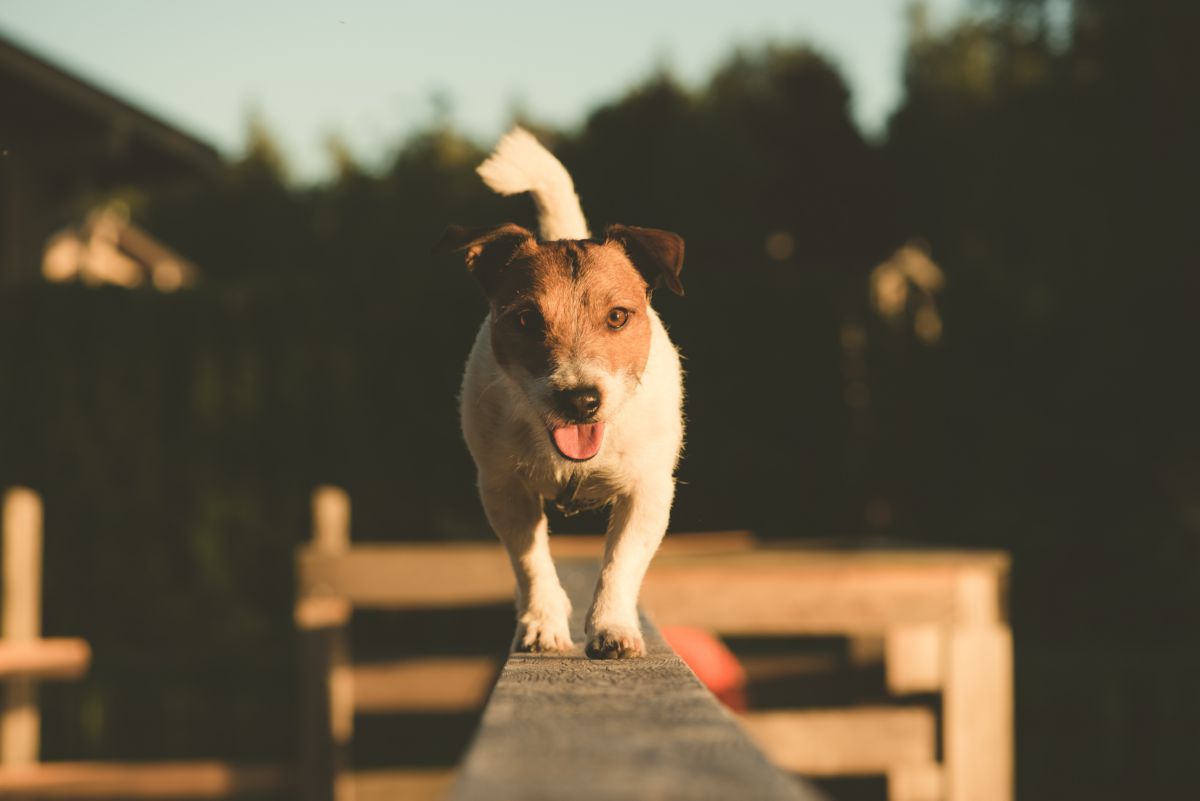 Hond balanceren