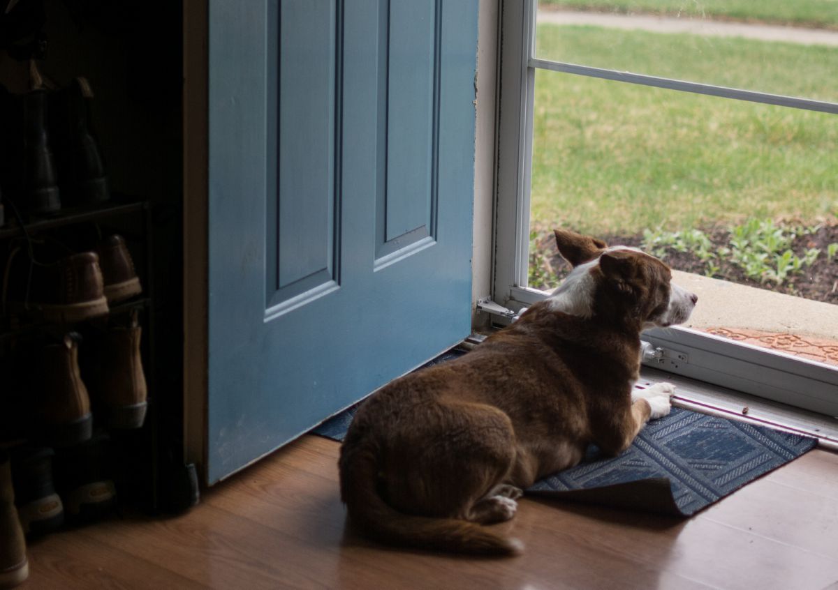 Hond bij hordeur