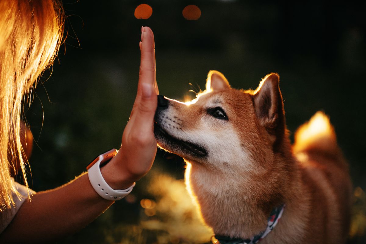 Hond hand aanraken