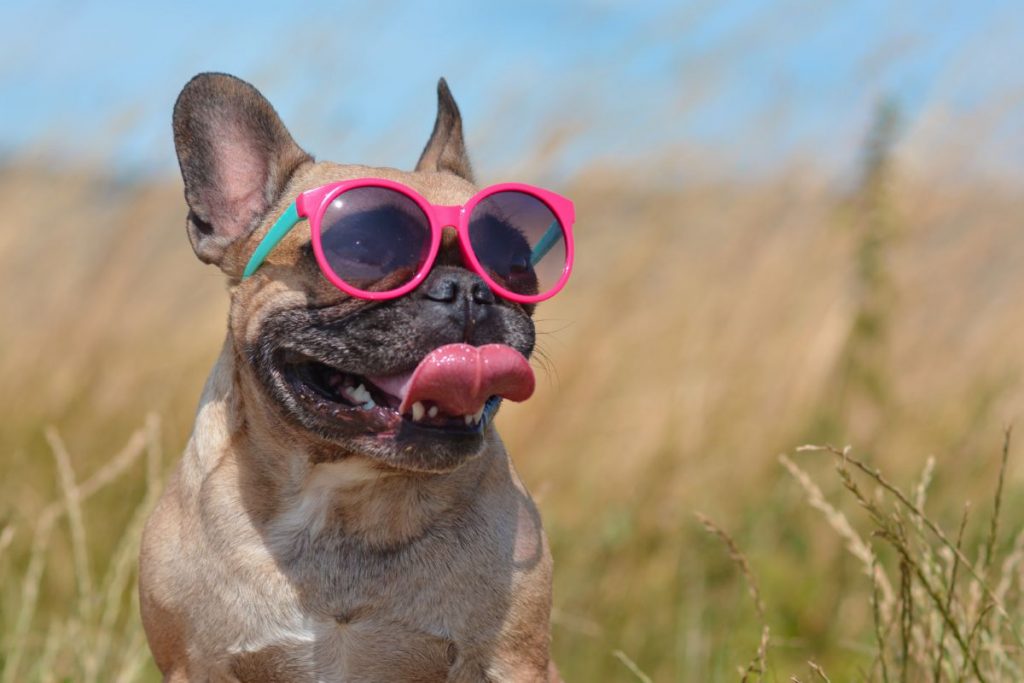 Hond hijgend in de zomer