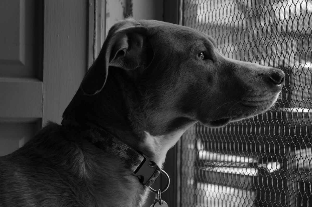 Hond hordeur