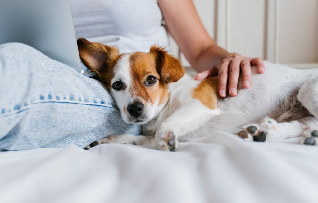 Hond knuffelend