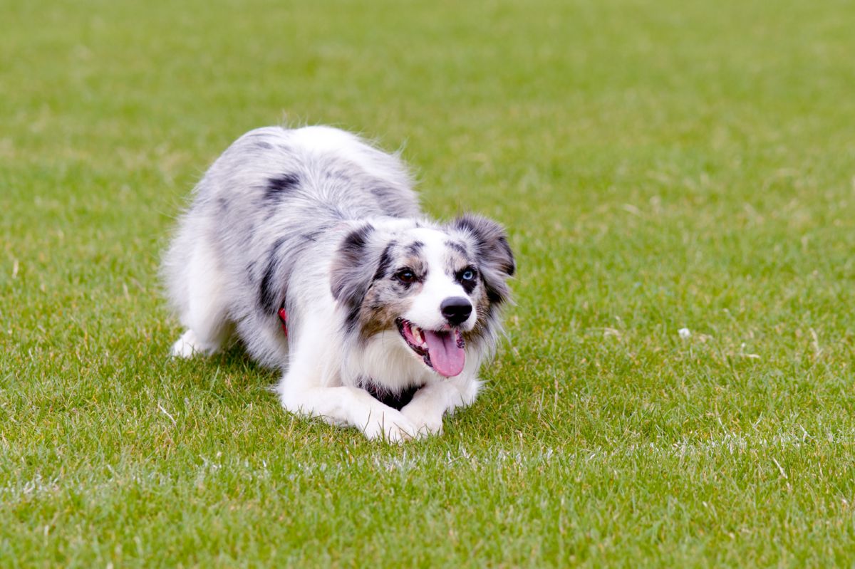 Hond kruipen