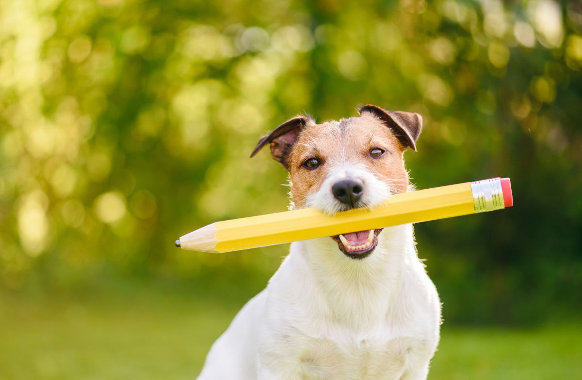 Hond object vasthouden