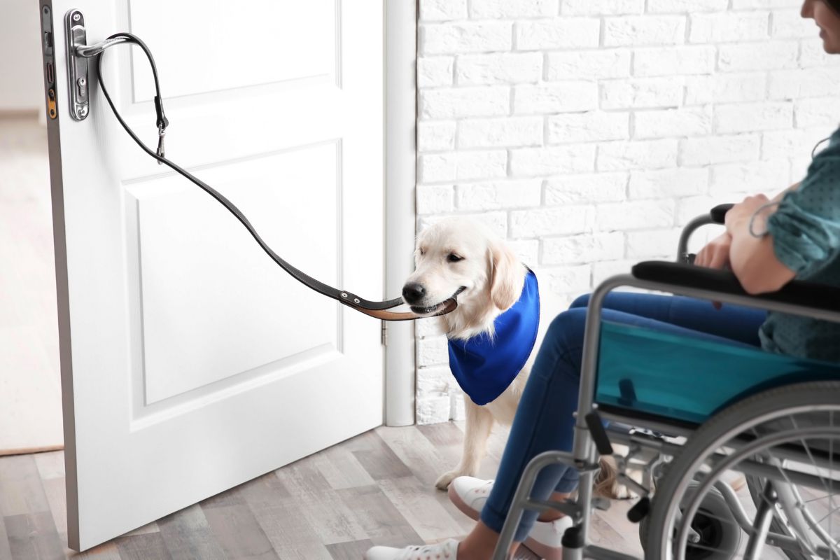 Hond opent deur