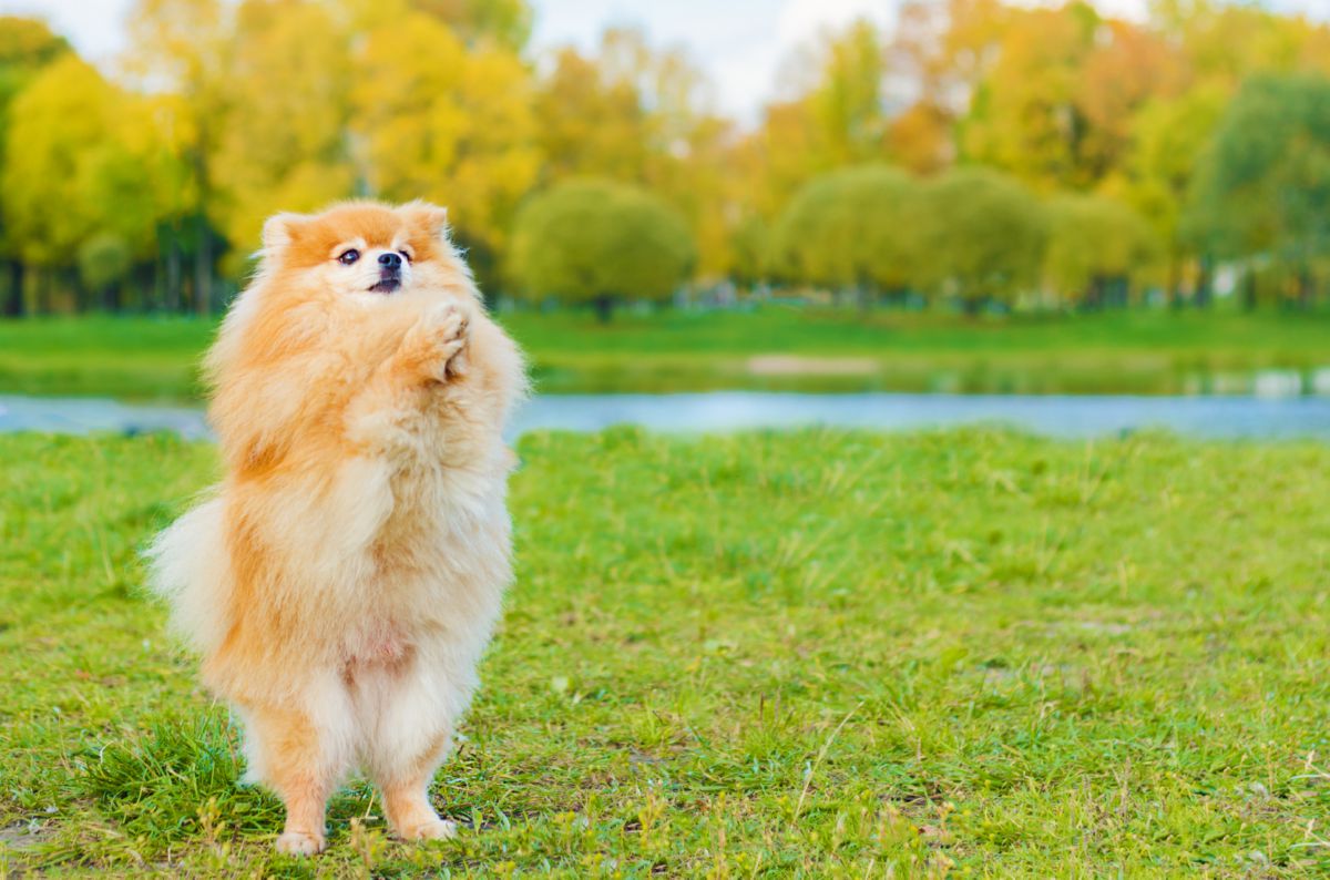 Hond poten omhoog