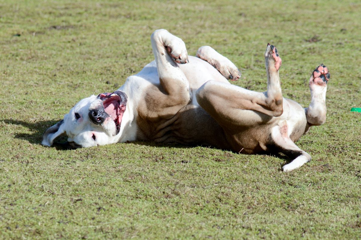 Hond rollend