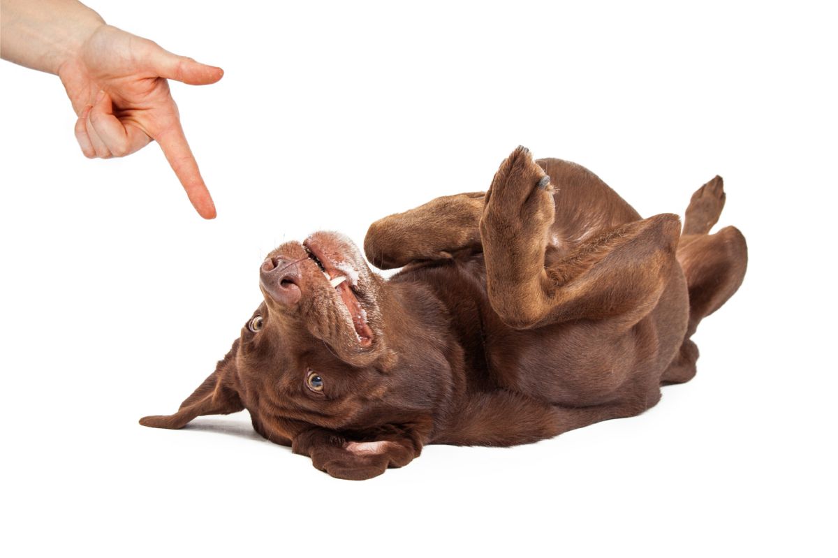 Hond speel dood