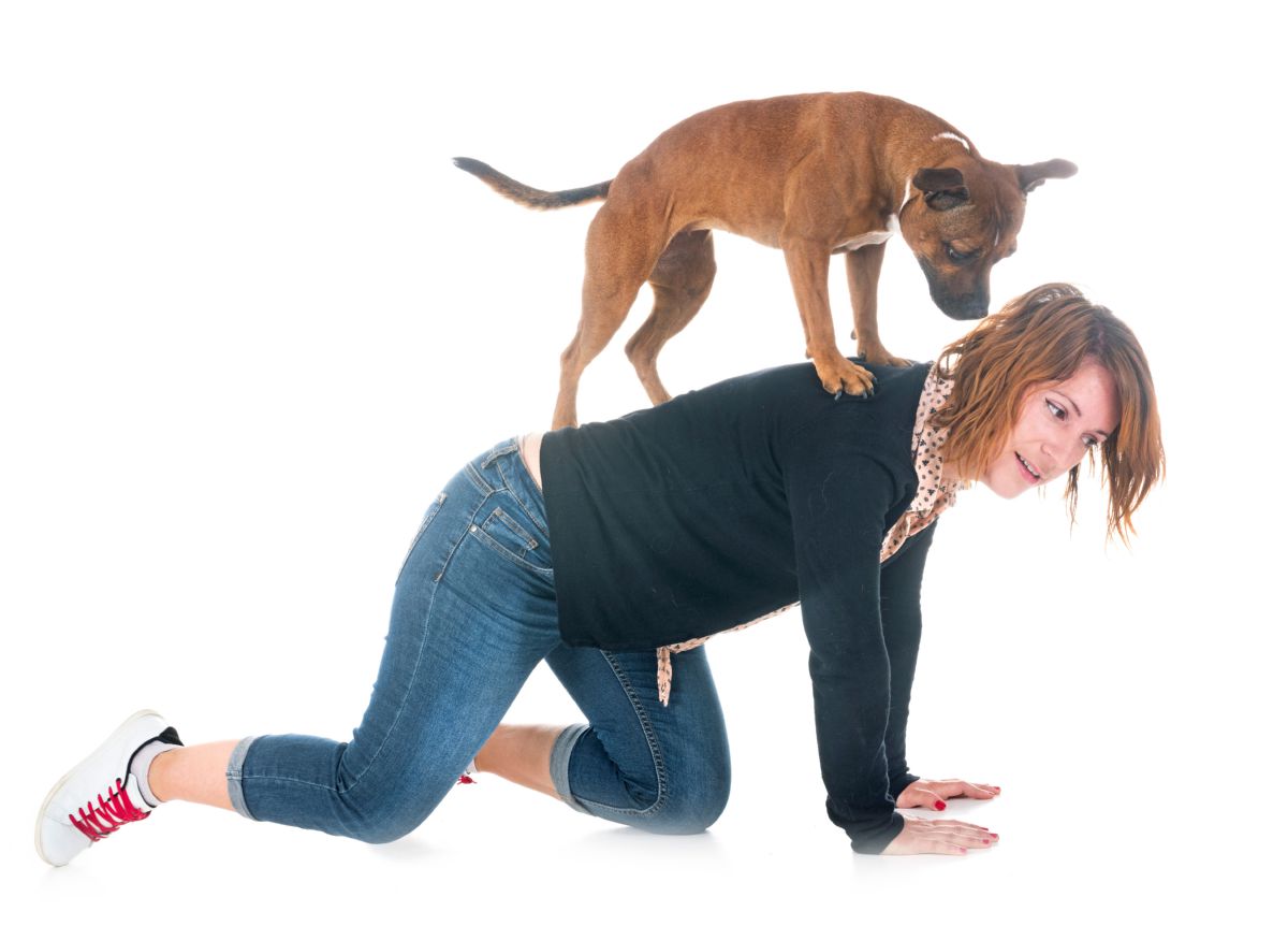 Hond springt op rug