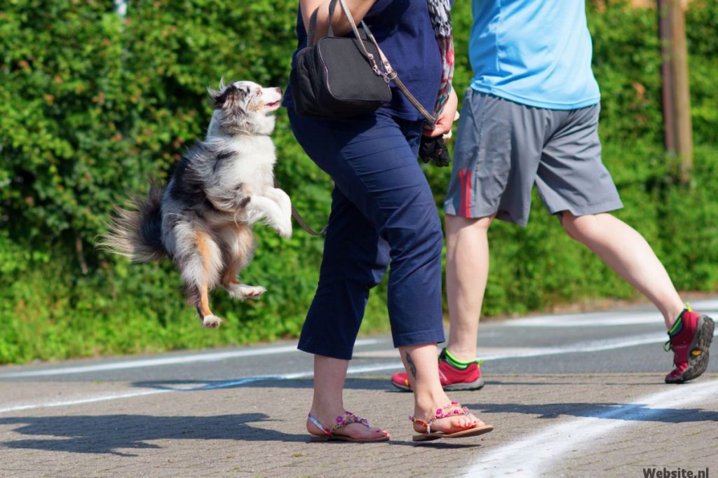 Hond springt tegen vrouw