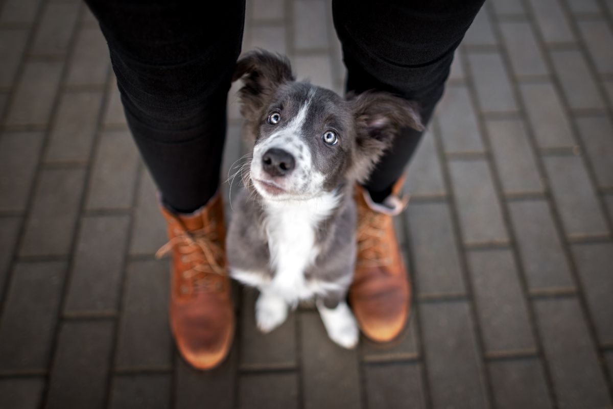 Hond tussen benen truck